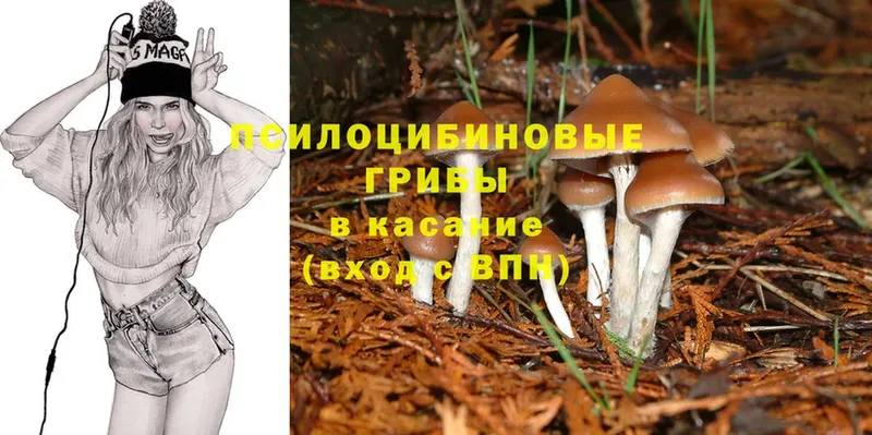 купить наркоту  кракен как зайти  Псилоцибиновые грибы Cubensis  Дмитров 