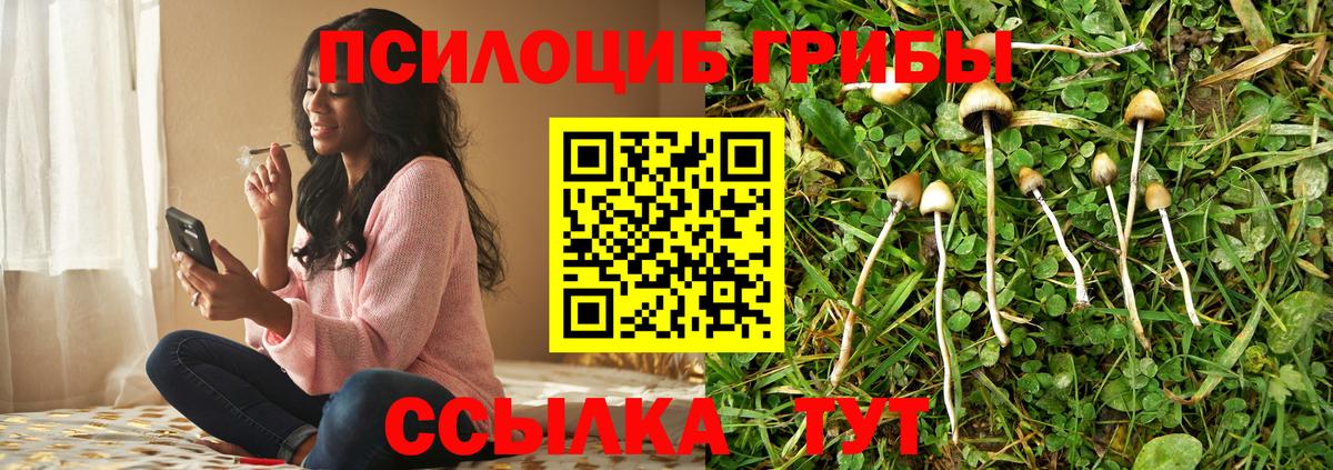 Дмитров  Псилоцибиновые грибы Cubensis  Вход с VPN 