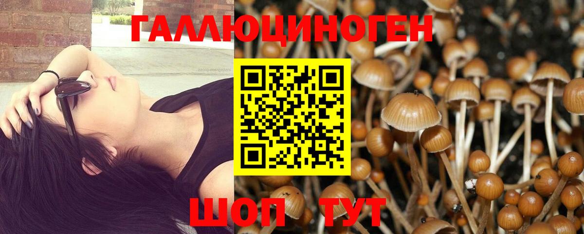 что такое   Псилоцибиновые грибы GOLDEN TEACHER  Дмитров  Псилоцибиновые грибы GOLDEN TEACHER 